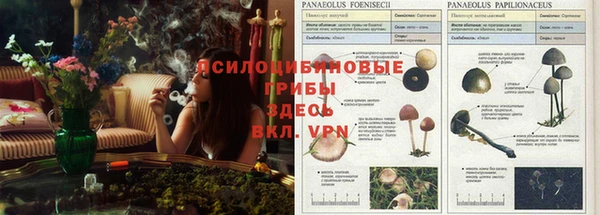 бошки Абаза